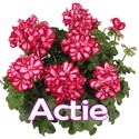 Bild von Geranium Hang P12 Actie Double Mariska